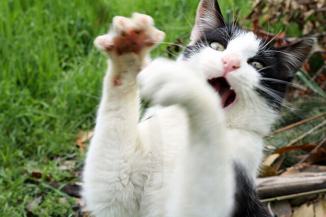 九游娱乐app下载-步行者轻取活塞，约基奇成为关键先生，一场战术与天赋的完美交响